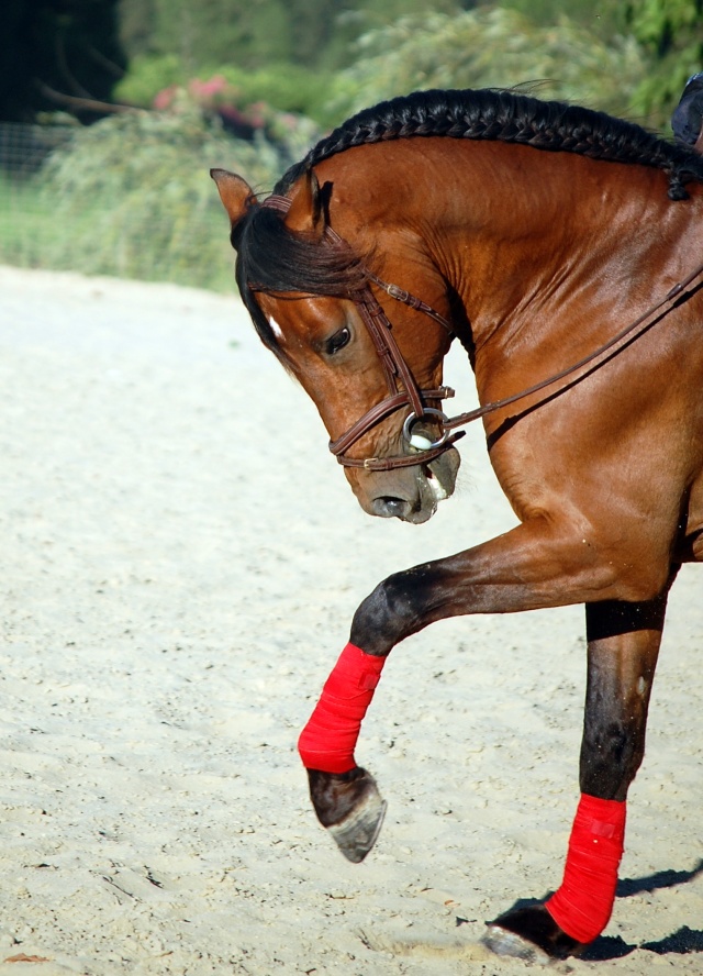 HORSETV  4 trenzas para caballos que puedes hacer en tu establo