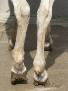 patas caballo