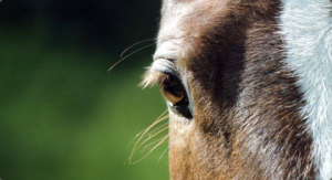 caballo-el-ojo